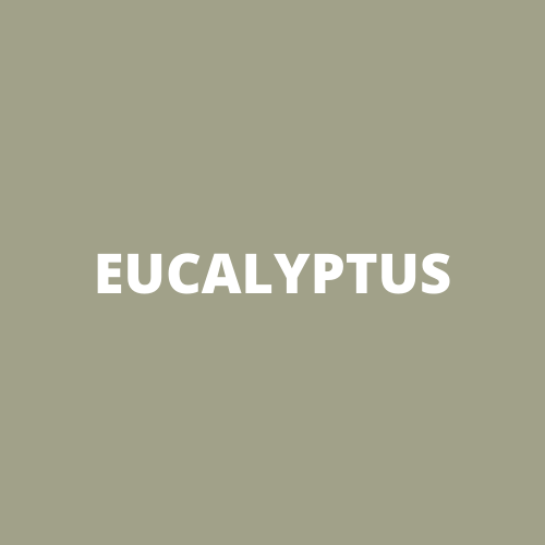Vert Eucalyptus